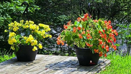Flowers 2