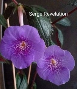 ; Sege's Revelation
7-08-2024
