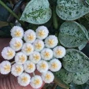 Hoya Krohniana Eskimo-Foto net