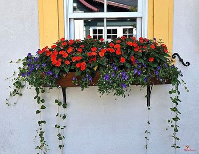 Flowers in Mt Tremblant