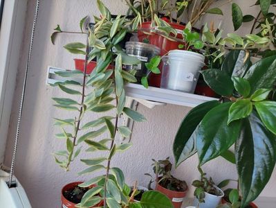 Aeschynanthus Bolero variegat(8-08-2024)
