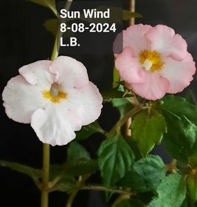 ; Sin Wind
