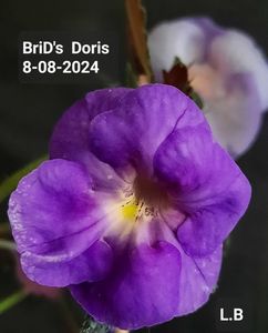 ; BriD's  Doris
