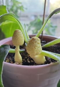 08.08.2024; Gloxinia cu ciuperci
