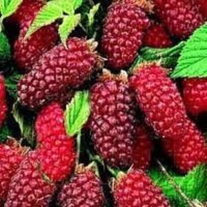tayberry