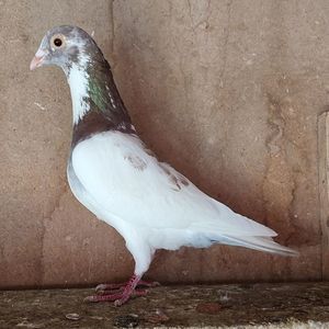 Mascul 24