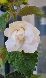 Brid s Aphrodite