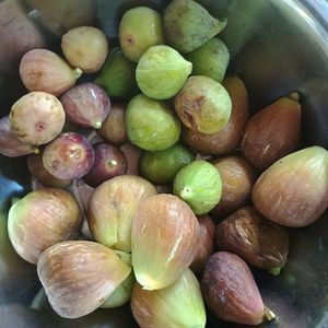 mov,dottato si Simian