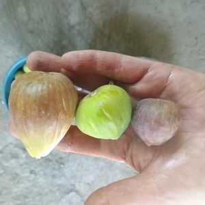 Simian(breba)Dottato si mov