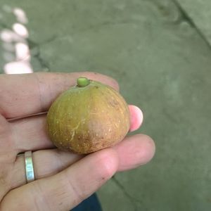Melanzana