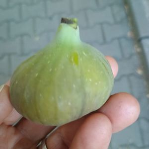 Svinita