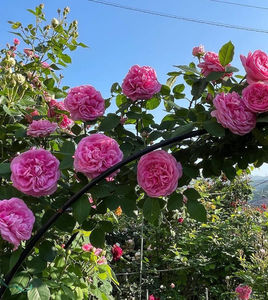 Gertrude Jekyll  (urcator) 80; Parfum foarte puternic. Inflorire repetata tot sezonul.
Inaltime 150-300 cm.
