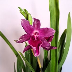 Honolulu 'Warne's Best'
