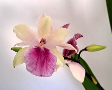 Regnellii