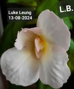 ; Luke Leung
