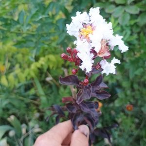 lagestroemia Black Solitaire Blush