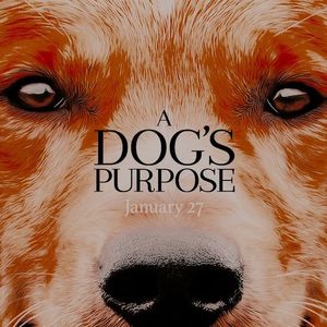 　　 ౿ Maktub got A Dog's Purpose.