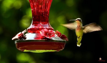 Colibri 1 , QC, Canada
