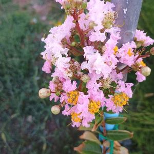 Liliac indian roz deschis