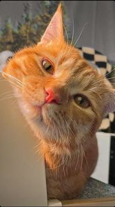 His name is Leo. Leo the orange cat.