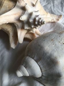 ʰᵐᵐ... ! my latin word of the day: velivolus, –a, –um, sail–flying, winged with sails,; a poetic epithet of ship aaaaaand i think that is so–so–so beautiful...
