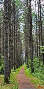 Forest trails near Lac Simon, QC