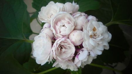 "Philippinum",superba inflorescemta,minunat parfum!