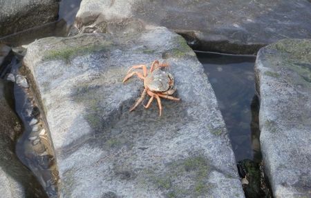 spent one hour trying to find this lil guy’s family… – guys i really think he was a bit lost :,(