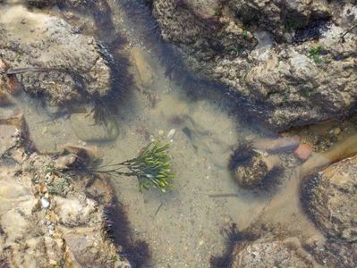rock pool or mostly how i love to call it, a mermaid’s rest spot :,); desi couldn’t understand what i was talking about and i had to explain myself two times

