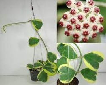 Hoya kerrii Albomarginata - foto net