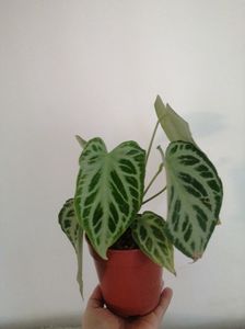 Anthurium hybrid-50