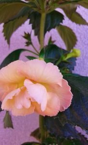 20240819_092019 - Copy
