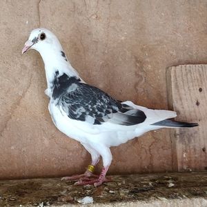 Femela 24-681