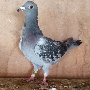 Femela 24-561