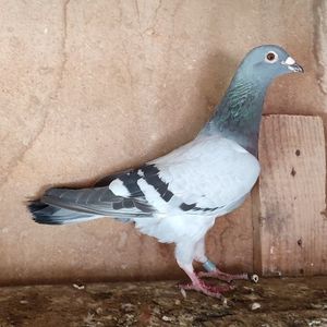 Femela 16-898