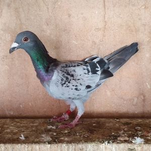 Mascul 22-332