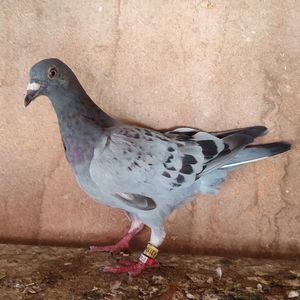 Pui 24-040