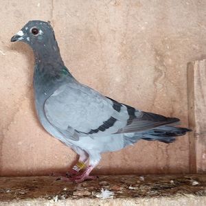 Femela 24-511