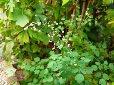 Thalictrum delavayi Hewitt's Double