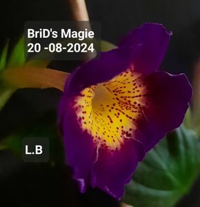 ; BriD's  Magie

