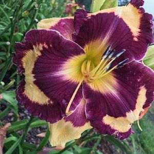 Orene s Petal Bell T 2019