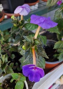 Deocamdata tare timida anul asta