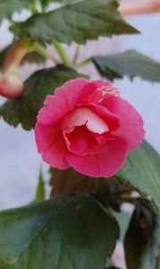 Rf s Pink Swan