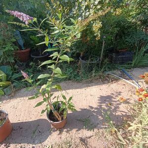 budleja roz 80cm-25lei; 1buc

