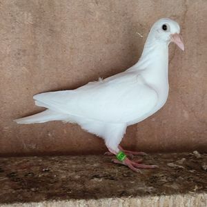 Pui 23-393...-20 lei