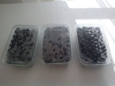 Porumbele; 25 lei kg
