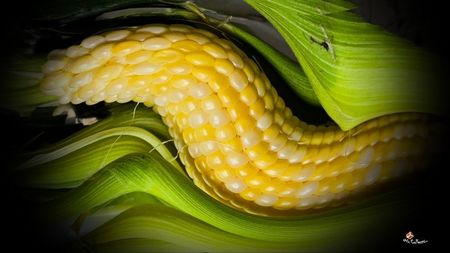 Sarpele porumbac ! Snake Corn