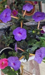 Incet, incet, se mai deschif floricele