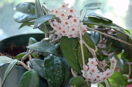 Hoya Carmosa Splash