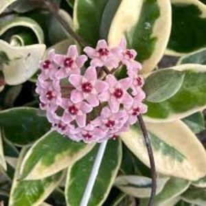 Hoya Krimson